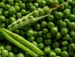 Tubuh Tetap Kuat Tanpa Daging, Ini Rahasia Penuhi Protein Nabati yang Melimpah