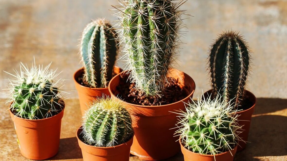 "Niat hati mempercantik ruangan, malah bahaya. Simak 4 jenis tanaman berbahaya jika diletakkan di kamar tidur. Mulai dari risiko racun hingga gangguan tidur."