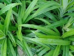 Hemat Biaya Dokter! Tanam 6 Herbal Ini di Halaman Rumah Anda Sekarang