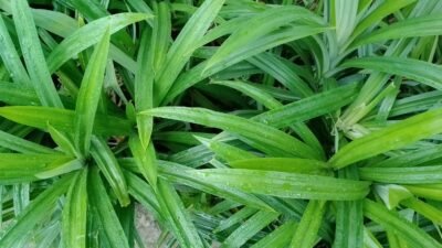 "Ubah pekarangan Anda menjadi apotek hidup. Simak 6 tanaman herbal yang wajib ditanam di rumah untuk pertolongan pertama dan kesehatan keluarga. "