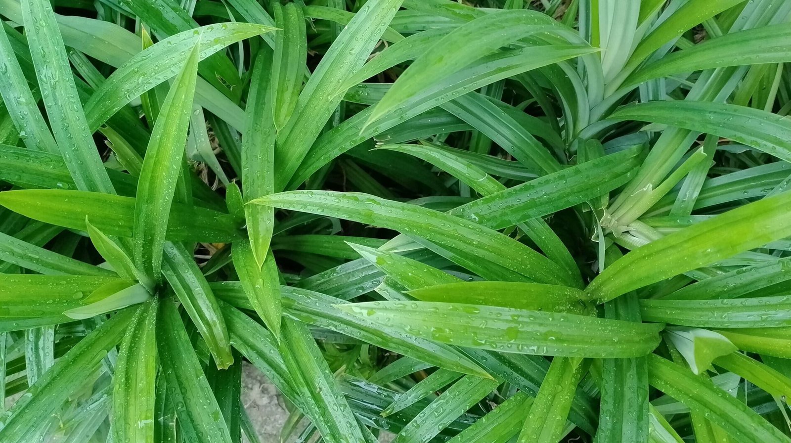 "Ubah pekarangan Anda menjadi apotek hidup. Simak 6 tanaman herbal yang wajib ditanam di rumah untuk pertolongan pertama dan kesehatan keluarga. "