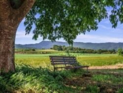 Susah Fokus? Ini 5 Tempat Membaca Buku Paling Damai untuk Menghabiskan Bacaanmu