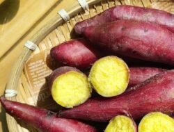 Cara Praktis Menanam Ubi Jalar di Pekarangan Rumah