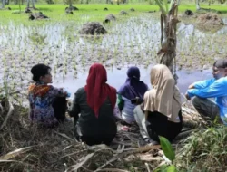 Atasi Intrusi Air Laut, Pemkot Singkawang Bangun Jaringan Irigasi Air Tanah