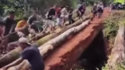 Sejumlah warga Dusun Tanjung Lambai, Kabupaten Ketapang, tampak bahu-membahu menyusun batang pohon besar saat bergotong royong memperbaiki jembatan kayu yang menjadi akses utama desa mereka.