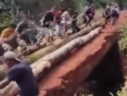 Urat Nadi Ekonomi Nyaris Putus, Warga Tanjung Lambai Ketapang Gotong Royong Perbaiki Jembatan