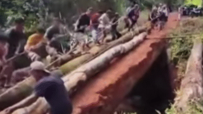 Sejumlah warga Dusun Tanjung Lambai, Kabupaten Ketapang, tampak bahu-membahu menyusun batang pohon besar saat bergotong royong memperbaiki jembatan kayu yang menjadi akses utama desa mereka.