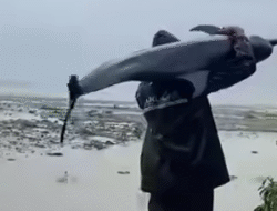 Terdampar di Pesisir Paloh, Seekor Lumba-Lumba Dievakuasi Warga dengan Cara Dipikul