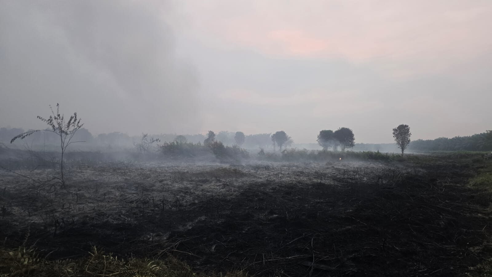 Area lahan yang terbakar di Dusun Kencana Utama, Rabu (28/1). (Dok. HO/Faktakalbar.id)