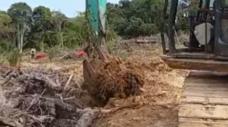 Satu unit alat berat jenis ekskavator tengah mencabut paksa tanaman kelapa sawit di lahan PT CUT, Kabupaten Sanggau. Kegiatan ini merupakan implementasi sanksi dari pemerintah daerah untuk memulihkan kembali fungsi lahan yang masuk dalam area Peta Indikatif Penghentian Pemberian Izin Baru (PIPPIB).