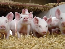 Warga Siantan Resah AKibat Aktivitas Gudang Potong Babi Ilegal