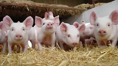 Ilustrasi - Warga Siantan Hulu resah dengan aktivitas gudang potong babi ilegal milik Ab dan Ag. Warga desak aparat tindak tegas pelanggaran kesehatan lingkungan ini. (Dok. Ist)