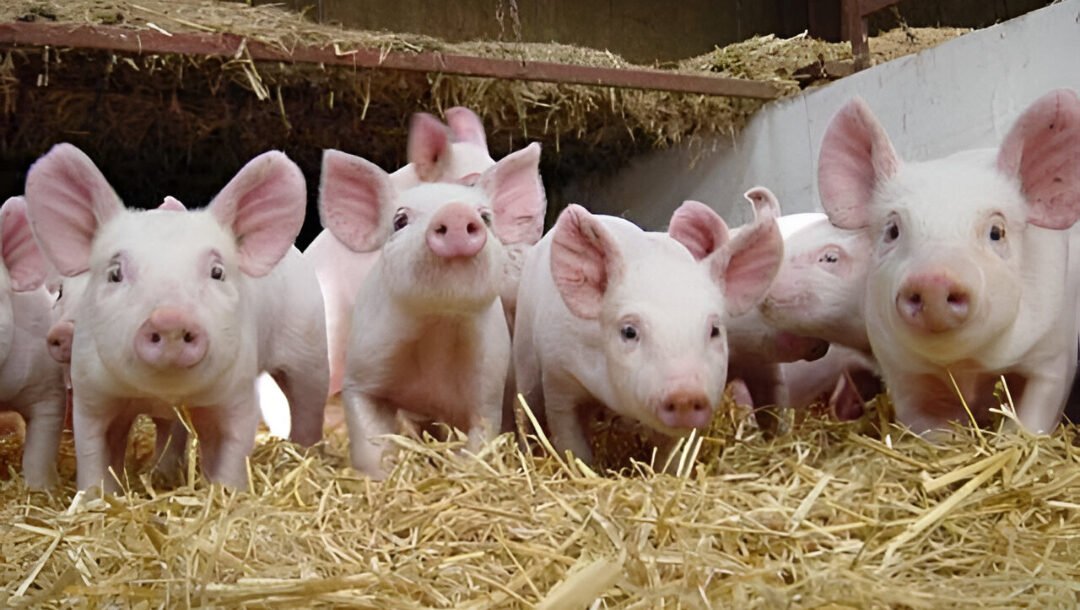 Ilustrasi - Warga Siantan Hulu resah dengan aktivitas gudang potong babi ilegal milik Ab dan Ag. Warga desak aparat tindak tegas pelanggaran kesehatan lingkungan ini. (Dok. Ist)