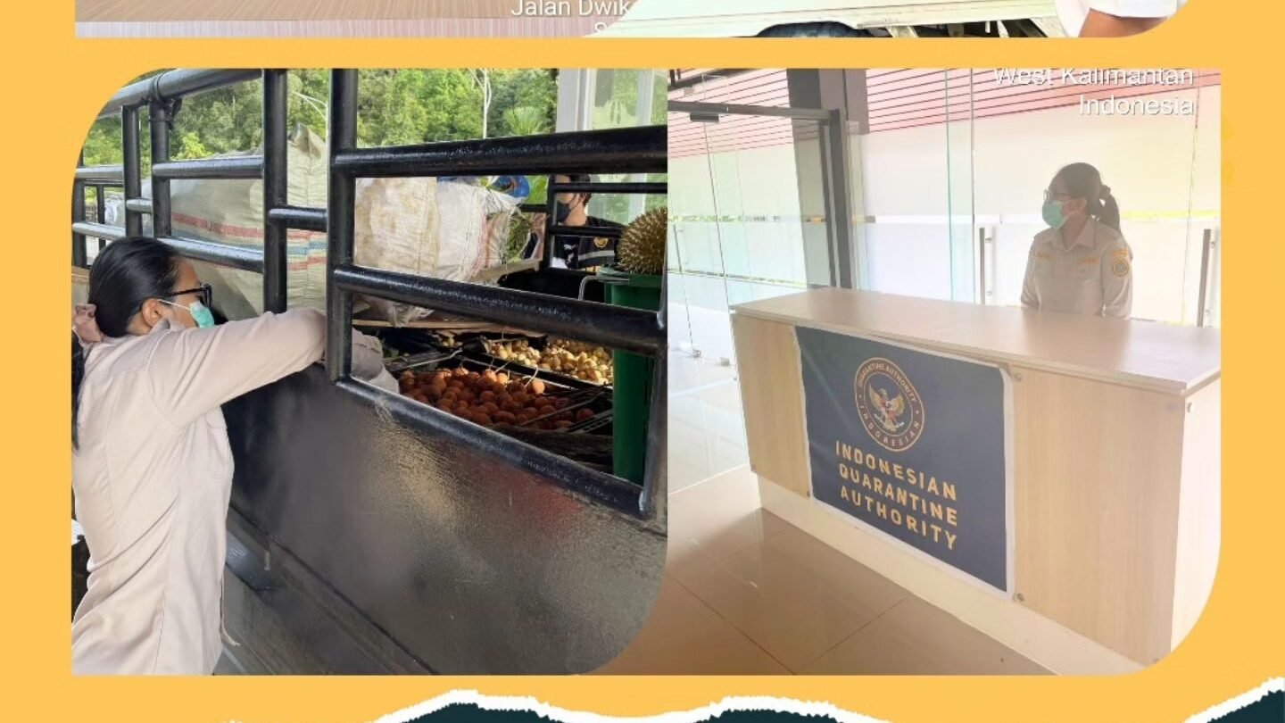 Petugas Karantina Kalimantan Barat Satpel PLBN Jagoi Babang saat melakukan pemeriksaan fisik terhadap komoditas pertanian yang akan diekspor ke Malaysia. Sepanjang 2025, volume ekspor melalui jalur ini menembus angka 9,8 juta kilogram. (Dok. HO/Faktakalbar.id)
