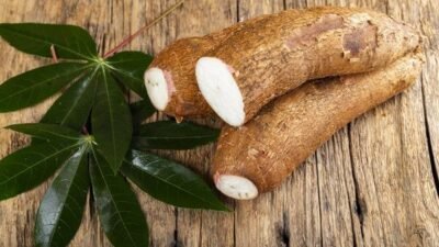 "Singkong bukan sekadar pangan lokal biasa, melainkan superfood alami yang kaya nutrisi. Temukan 5 alasan kesehatan mengapa umbi ini layak menjadi sumber energi utama Anda. "