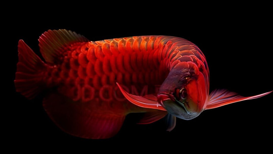 Pelajari cara merawat Arwana Super Red yang benar agar warnanya cepat keluar. Panduan lengkap mulai dari kualitas air, pakan, hingga teknik tanning. (Dok. Ist)