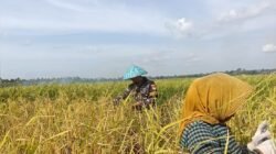 Anggota Babinpotmar Kodaeral XII membantu petani memanen padi di Desa Jongkat, Mempawah. (Dok. HO/Faktakalbar.id)