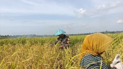 Anggota Babinpotmar Kodaeral XII membantu petani memanen padi di Desa Jongkat, Mempawah. (Dok. HO/Faktakalbar.id)
