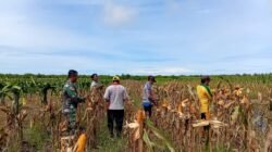Babinsa Desa Sungai Nilam, Serda Agung Susilo, saat membantu petani melakukan panen jagung di Dusun Timur, Kecamatan Jawai, sebagai upaya mendukung program pemerintah di sektor pertanian.