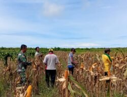 Dukung Program Nasional, Babinsa dan Warga Sungai Nilam Gelar Panen Jagung