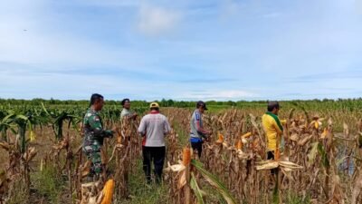 Babinsa Desa Sungai Nilam, Serda Agung Susilo, saat membantu petani melakukan panen jagung di Dusun Timur, Kecamatan Jawai, sebagai upaya mendukung program pemerintah di sektor pertanian.
