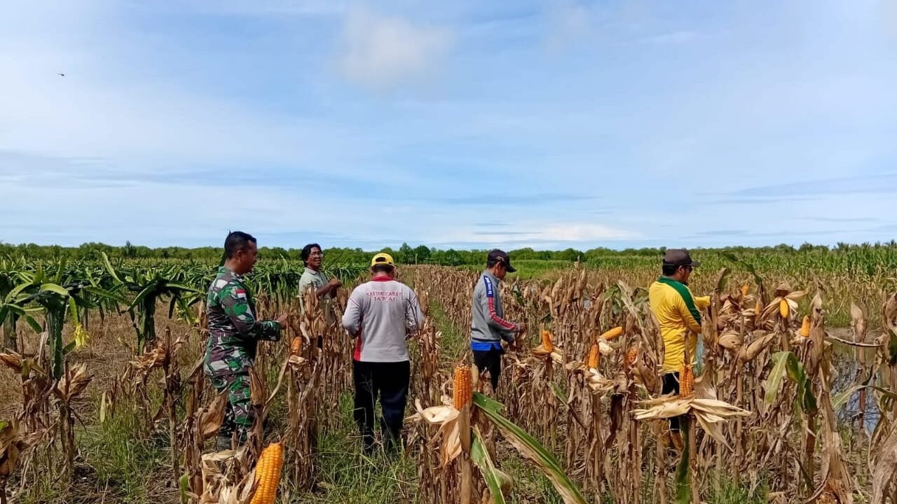 Babinsa Desa Sungai Nilam, Serda Agung Susilo, saat membantu petani melakukan panen jagung di Dusun Timur, Kecamatan Jawai, sebagai upaya mendukung program pemerintah di sektor pertanian.