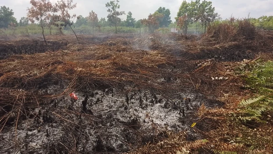 "Kondisi kawasan lahan gambut yang terbakar dekat rumah Mufarroha"