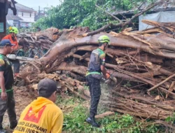 Pasca-Angin Kencang, BPBD Bantul dan Warga Gotong Royong Evakuasi Pohon Tumbang