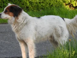 Bukan Sekadar Hewan Peliharaan, Mengenal Ragam Spesies Anjing dan Kerabat Liarnya di Alam