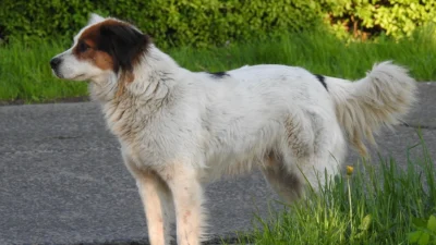 "Tahukah Anda bedanya spesies dan ras pada anjing? Kenali keluarga Canidae mulai dari anjing domestik, serigala, hingga dingo dan sifat liarnya di alam."