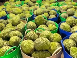 Musim Durian Pontianak, Varian Jemongko Jadi Primadona