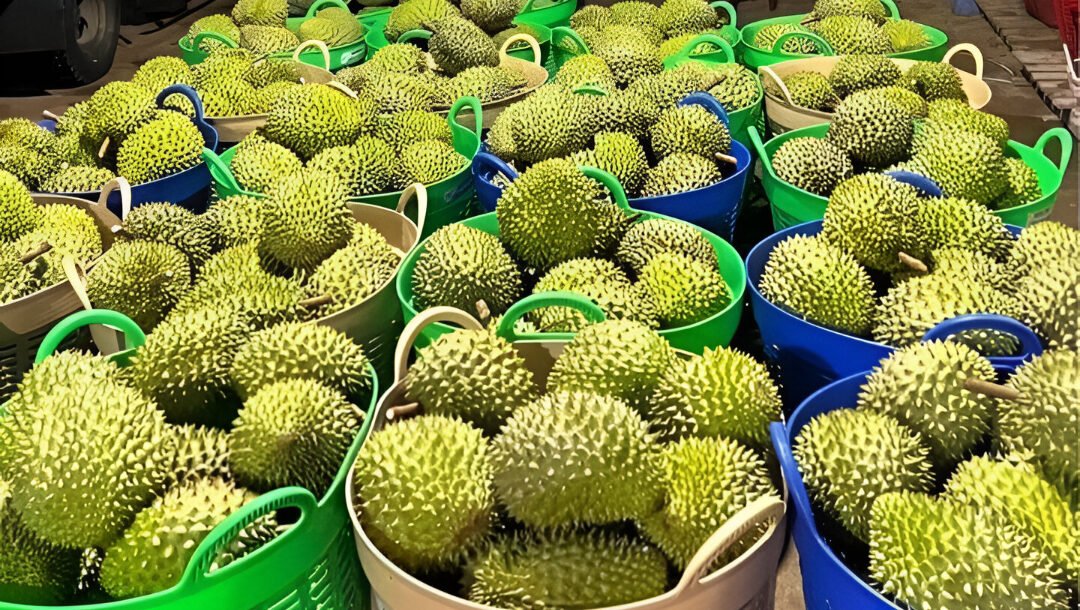 Musim durian Pontianak tiba! Varian Durian Jemongko dan Balai Karangan dari Sanggau jadi incaran warga karena rasa legitnya. (Dok. Ist)