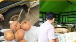 Petugas Karantina Kalimantan Barat melakukan pemeriksaan fisik terhadap komoditas buah tampui di PLBN Jagoi Babang sebelum diekspor ke Malaysia. (Dok. HO/Faktakalbar.id)