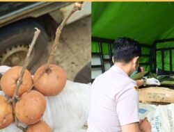 Laris Manis, 2 Ton Buah Tampui Asal Bengkayang Tembus Pasar Malaysia