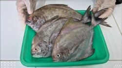 Petugas Karantina Kalimantan Barat menunjukkan kualitas ikan bawal segar di atas nampan hijau sebelum diekspor ke Malaysia melalui PLBN Entikong. (Dok. HO/Faktakalbar.id)
