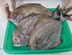 Ekspor Ikan Bawal Kalbar ke Malaysia Tembus 2,25 Ton di Awal 2026