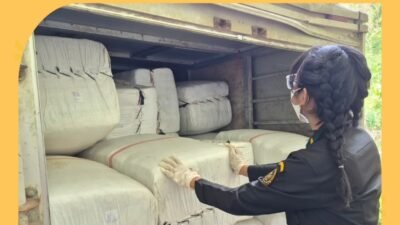 Petugas Karantina Kalimantan Barat sedang melakukan pemeriksaan fisik terhadap karung berisi daun cincau di dalam truk kontainer sebelum diekspor ke Malaysia melalui PLBN Entikong. (Dok. HO/Faktakalbar.id)