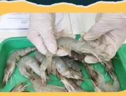 Tembus Pasar Malaysia, 1,3 Ton Udang Vaname Diekspor via PLBN Entikong