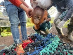 Terpisah dari Induk, Bayi Orangutan “Jani” Dievakuasi dari Kebun Sawit Ketapang