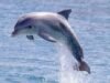 Lebih Cerdas dari Perkiraan: 7 Fakta Mengejutkan Tentang Lumba-lumba