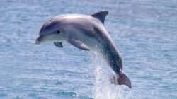 "Lumba-lumba bukan sekadar ikan, melainkan mamalia jenius dengan kemampuan echolocation dan cara tidur yang unik. Simak fakta ilmiah kecerdasan mereka di sini."