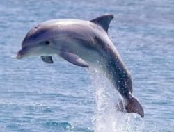 Lebih Cerdas dari Perkiraan: 7 Fakta Mengejutkan Tentang Lumba-lumba