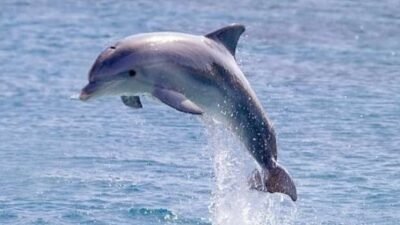 "Lumba-lumba bukan sekadar ikan, melainkan mamalia jenius dengan kemampuan echolocation dan cara tidur yang unik. Simak fakta ilmiah kecerdasan mereka di sini."