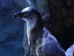 Bukan Sekadar Burung Tak Bisa Terbang, Ini 5 Fakta Menarik Penguin yang Jarang Diketahui!