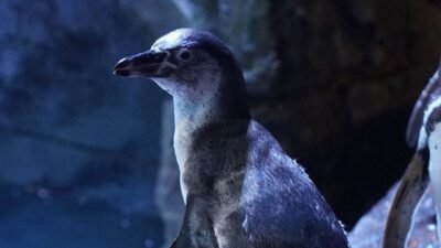 "Tahukah Anda penguin punya lutut dan bisa minum air laut? Simak 5 fakta menarik penguin yang jarang diketahui orang. Edukatif dan mengejutkan!"