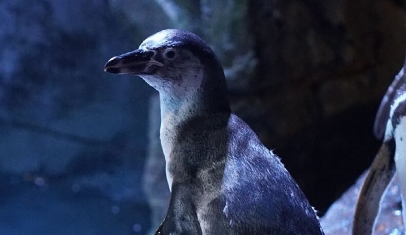 "Tahukah Anda penguin punya lutut dan bisa minum air laut? Simak 5 fakta menarik penguin yang jarang diketahui orang. Edukatif dan mengejutkan!"