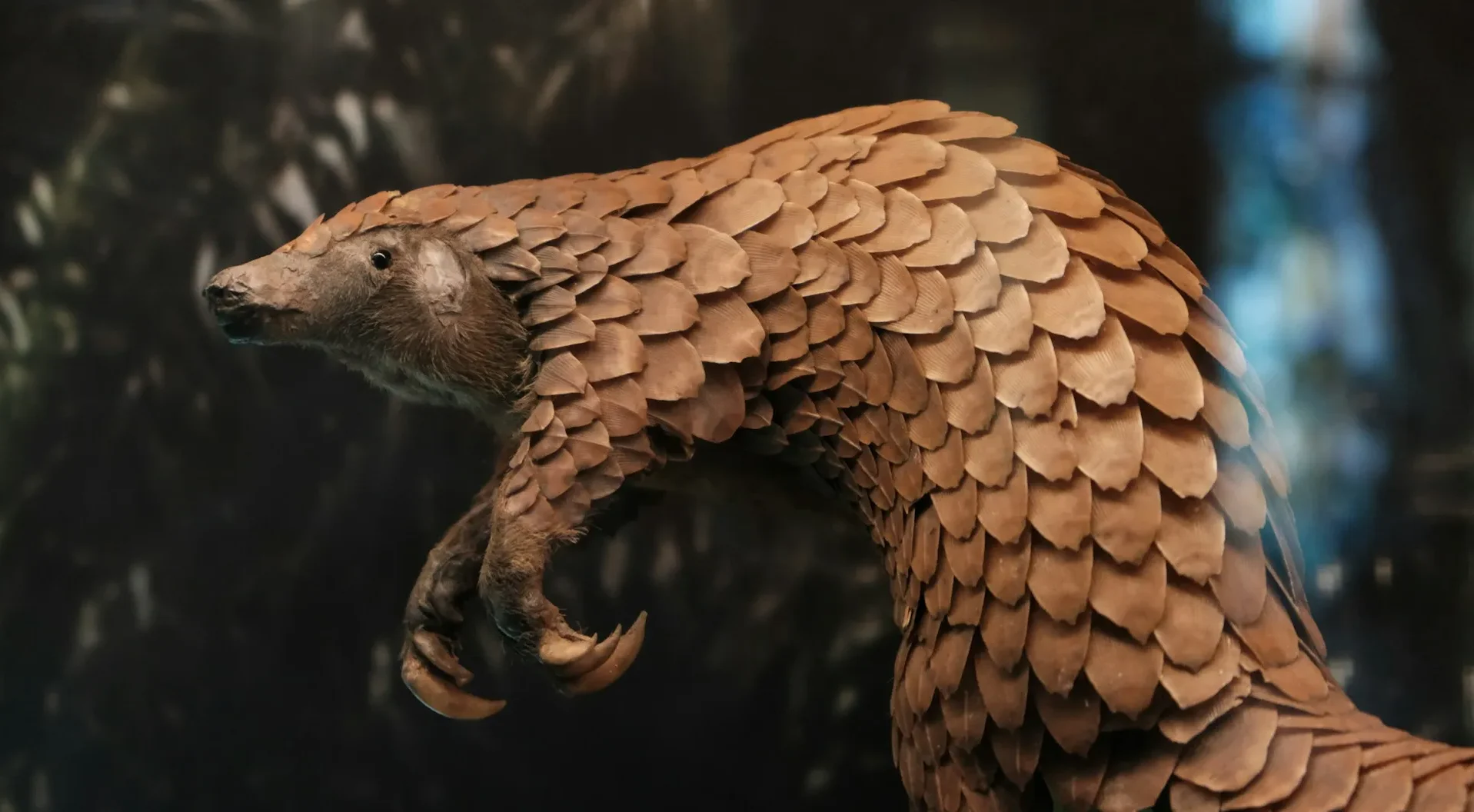 "Trenggiling adalah mamalia unik yang sering disangka reptil. Simak fakta menarik tentang sisik keratin, lidah panjang, hingga statusnya yang kritis di sini."