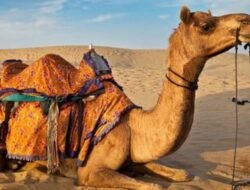 Sering Dikira Isinya Air, Ini 7 Fakta Menarik Unta yang Jarang Orang Tahu