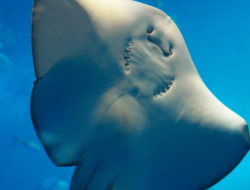 Kerabat Dekat Hiu yang Sering Disalahpahami: 5 Fakta Mengejutkan untuk Mengenal Lebih Dekat Ikan Pari