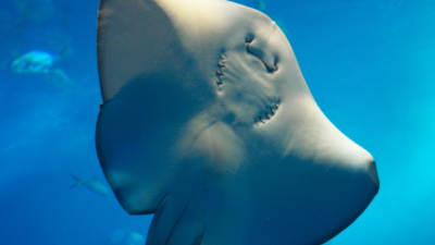 "Ternyata ikan pari bersaudara dengan hiu dan punya sensor listrik! Simak 5 fakta mengejutkan ikan pari, si hewan laut unik yang sering disalahpahami."